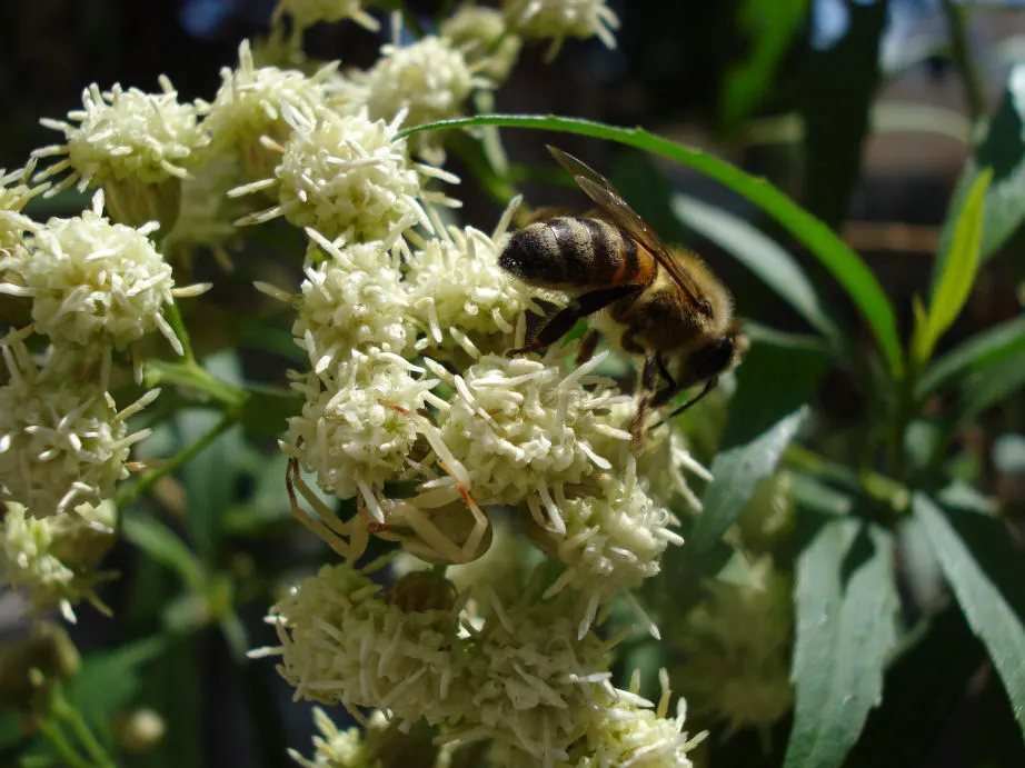 Mule-Fat, Water-Wally, Water Willow (Baccharis Salicifolia) — making it ideal for naturalistic or water-efficient designs