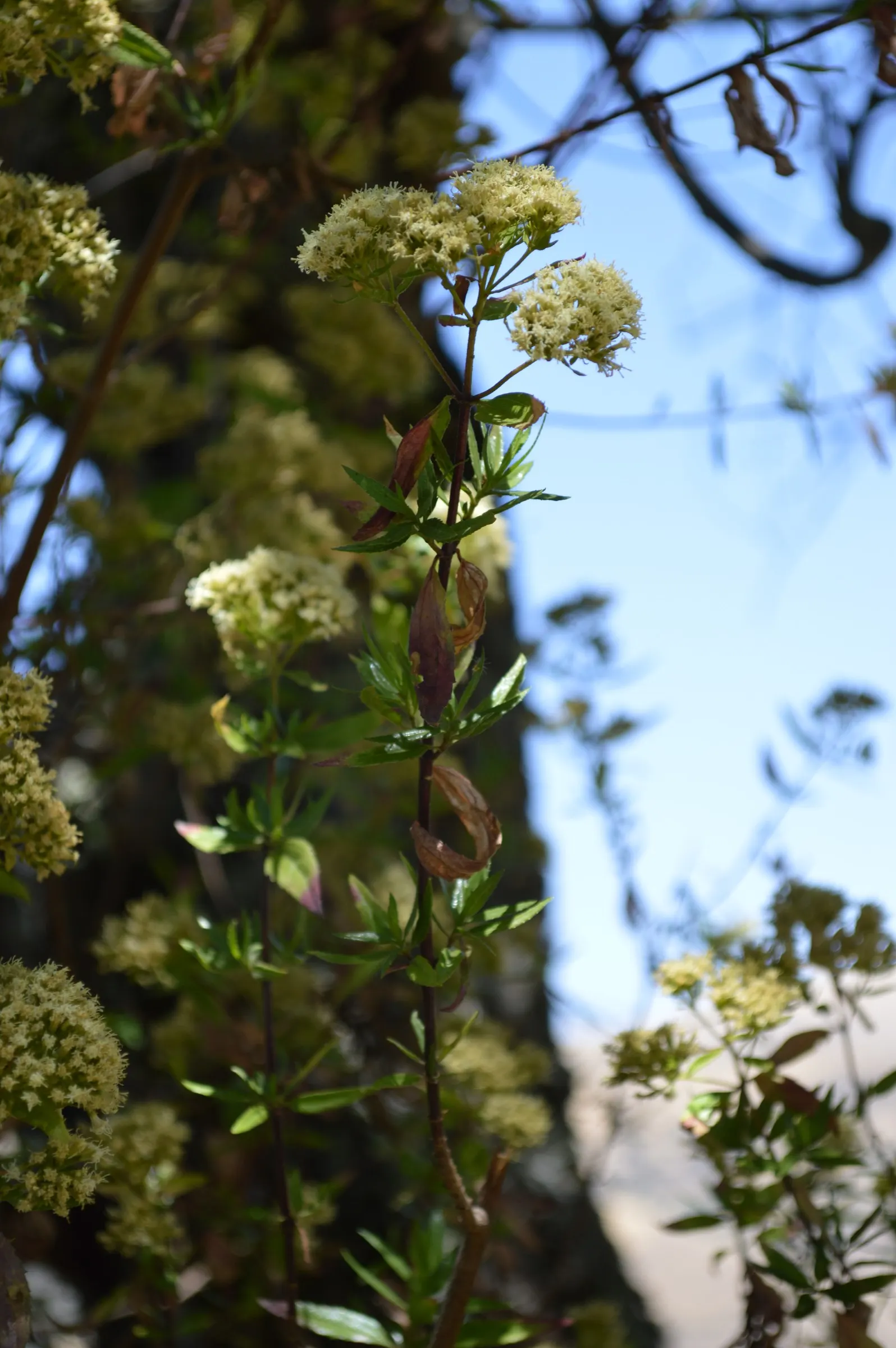 Mule-Fat, Water-Wally, Water Willow (Baccharis Salicifolia) — deciduous shrub native to the southwestern U.S; its willow-like leaves are about 2 to 4 inches