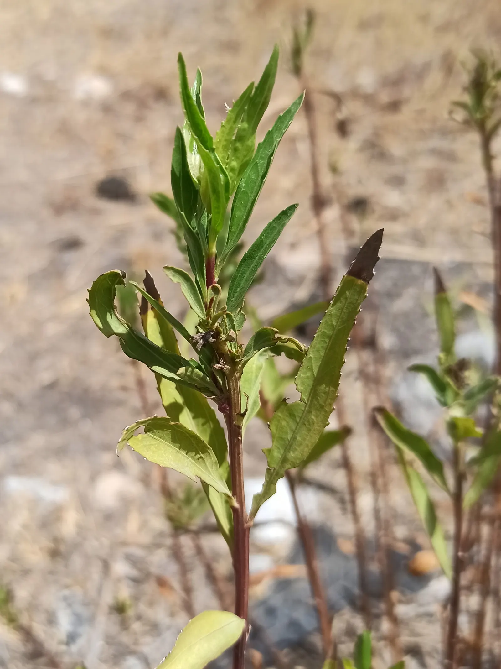 Mule-Fat, Water-Wally, Water Willow (Baccharis Salicifolia) — It thrives in riparian zones, reaching 3-12 feet in height with a similar spread; fluffy flowers