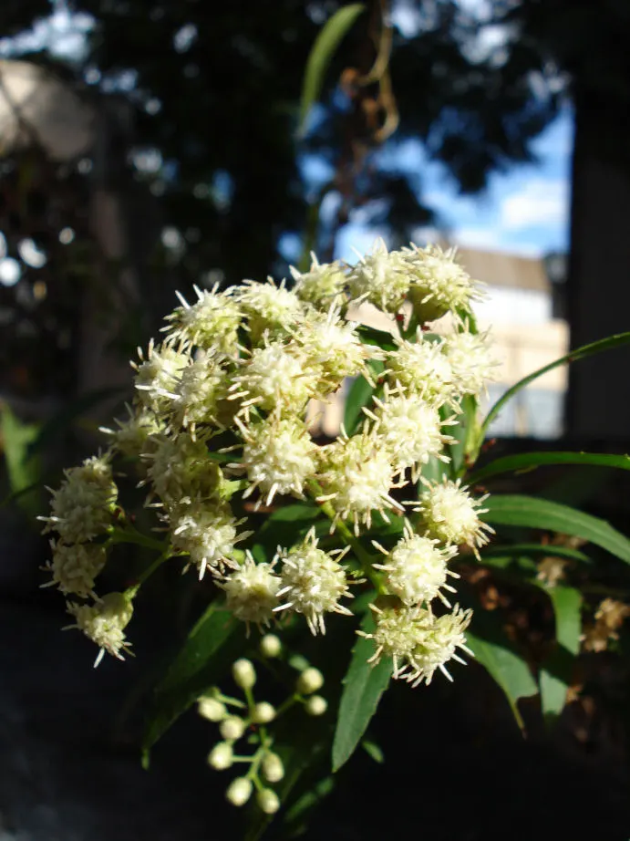 Mule-Fat, Water-Wally, Water Willow (Baccharis Salicifolia) — commonly known as Mule-Fat or Water Wally