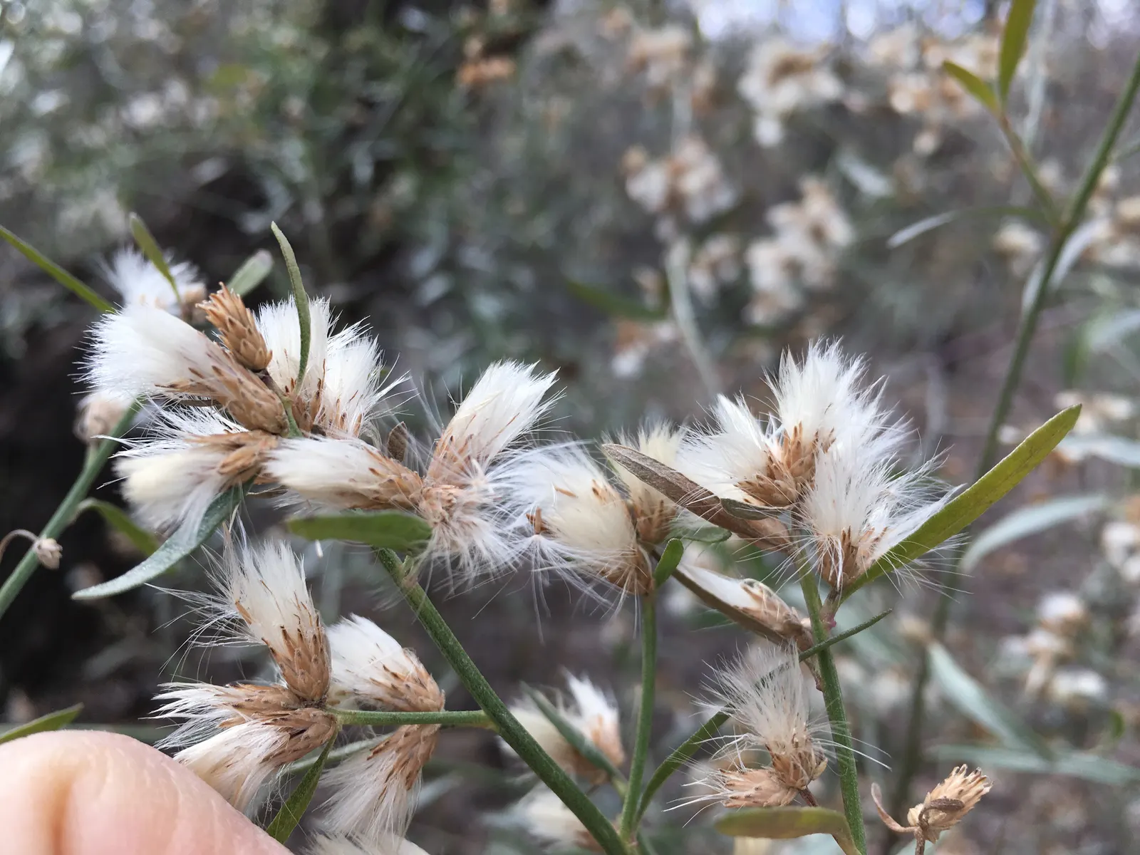 Mule-Fat, Water-Wally, Water Willow (Baccharis Salicifolia) — fluffy flowers that attract a variety of pollinators