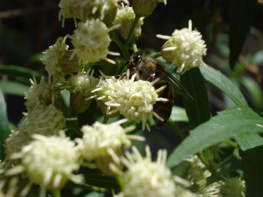 Mule-Fat, Water-Wally, Water Willow (Baccharis Salicifolia) — This plant prefers full sun