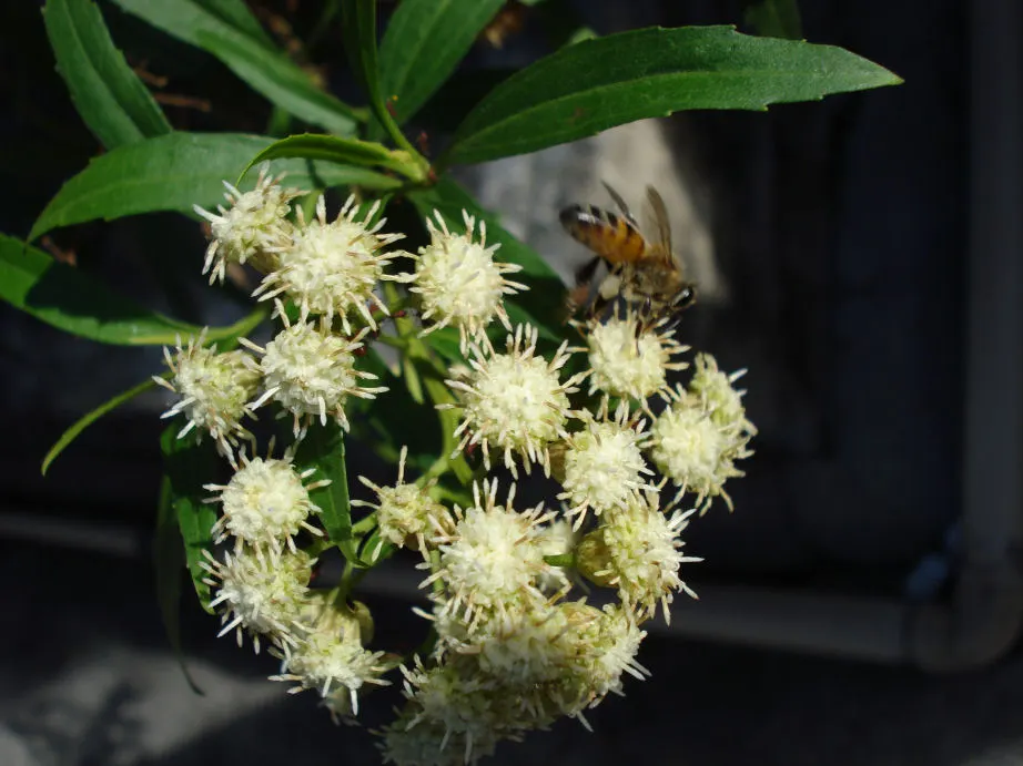 Mule-Fat, Water-Wally, Water Willow (Baccharis Salicifolia) — deciduous shrub native to the southwestern U.S