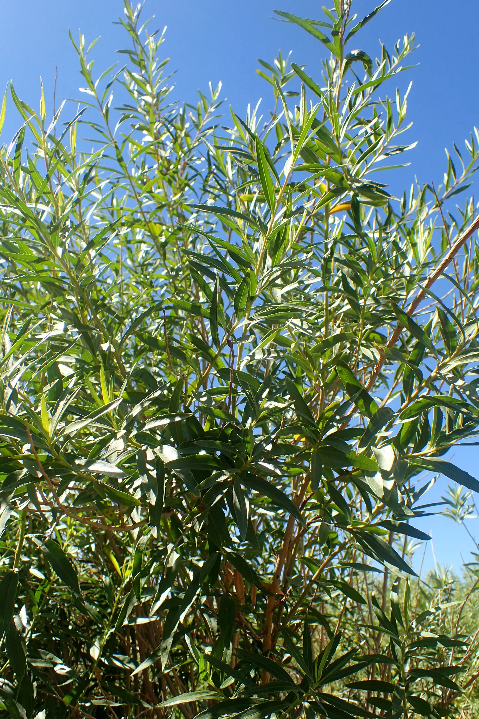 Mule-Fat, Water-Wally, Water Willow (Baccharis Salicifolia) — Its willow-like leaves and fluffy white seed clusters add a soft texture to landscapes
