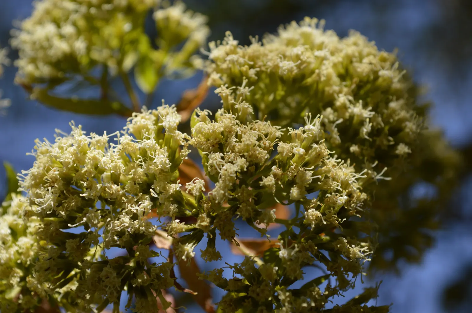 Mule-Fat, Water-Wally, Water Willow (Baccharis Salicifolia) — Regular pruning can maintain a desired shape and scale within the garden setting