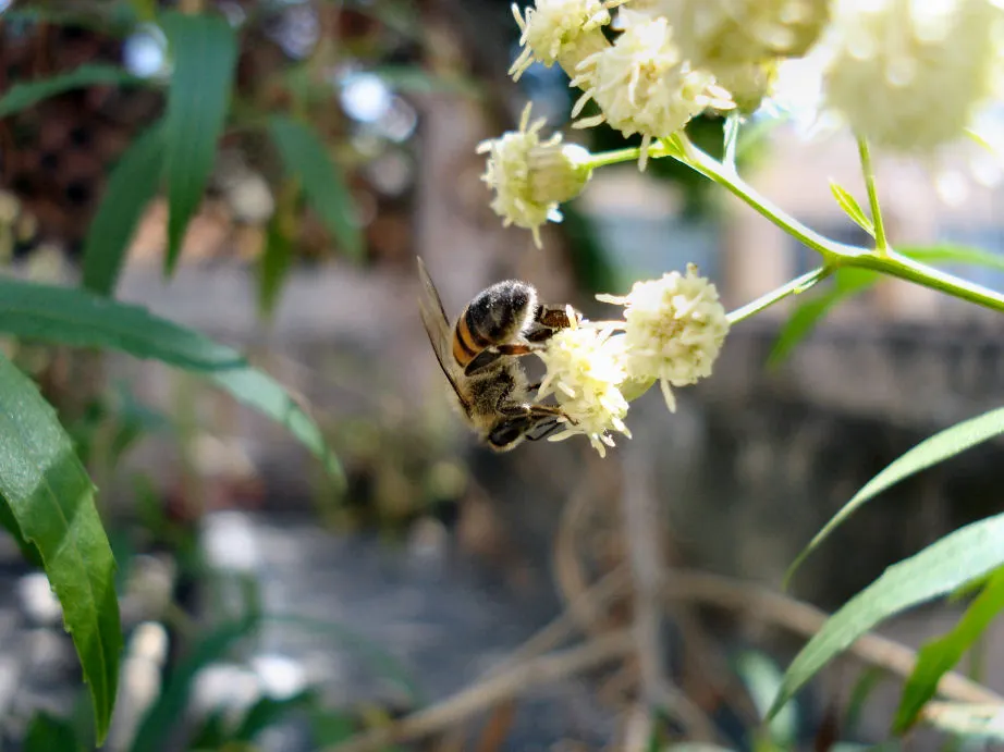 Mule-Fat, Water-Wally, Water Willow (Baccharis Salicifolia) — This plant prefers full sun; commonly known as Mule-Fat