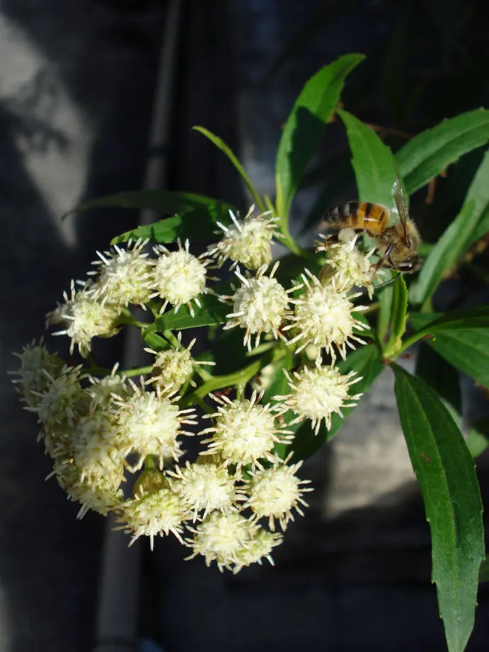 Mule-Fat, Water-Wally, Water Willow (Baccharis Salicifolia) — Its willow-like leaves are about 2 to 4 inches long and have a narrow