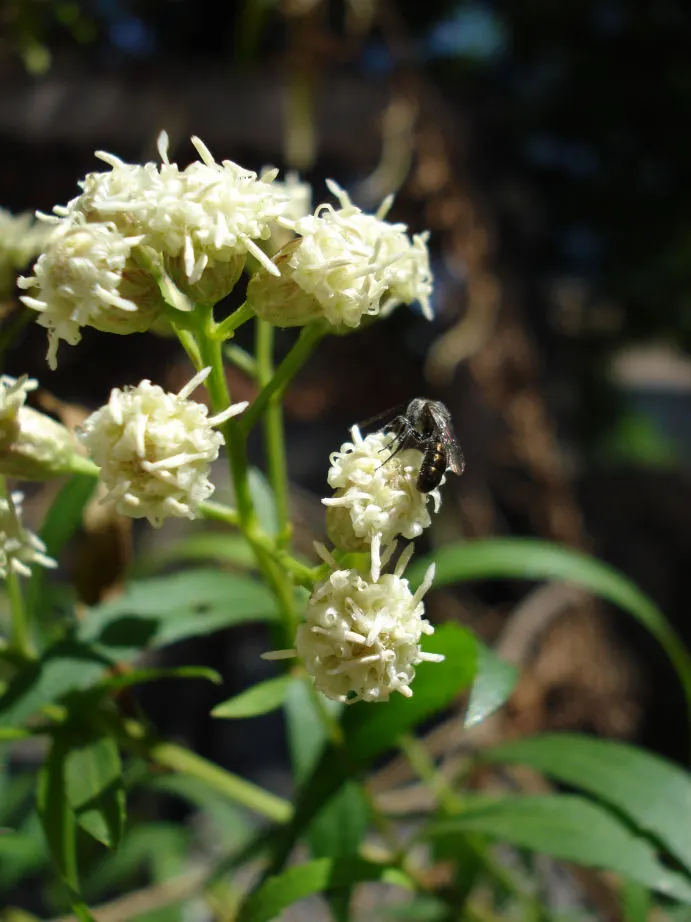 Mule-Fat, Water-Wally, Water Willow (Baccharis Salicifolia) — making it ideal for naturalistic or water-efficient designs; ensuring that it is given enough