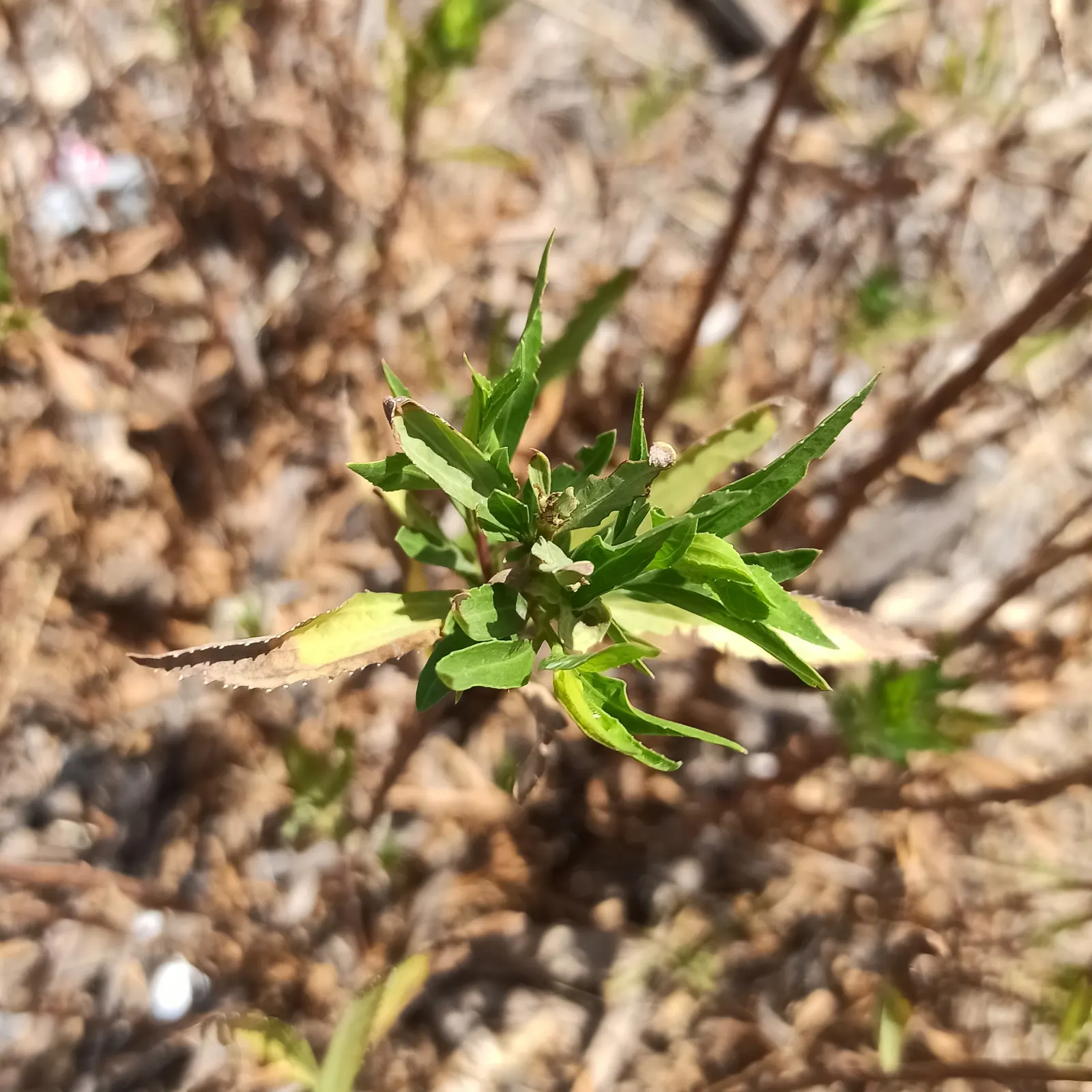Mule-Fat, Water-Wally, Water Willow (Baccharis Salicifolia) — consider its potential size and the ease with which it propagates