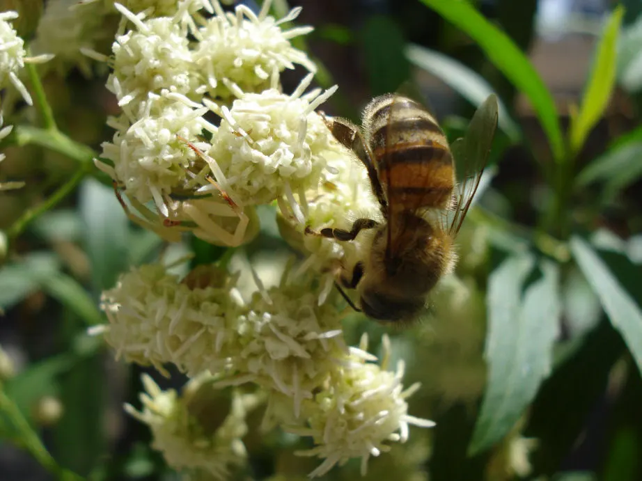 Mule-Fat, Water-Wally, Water Willow (Baccharis Salicifolia) — as long as they are not overly saturated