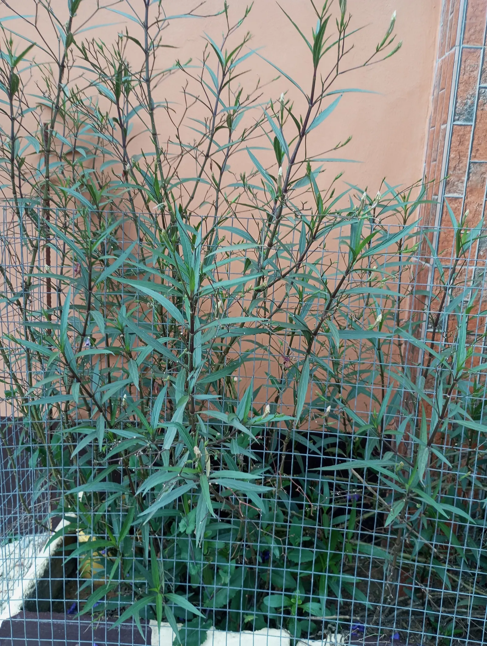 Mule-Fat, Water-Wally, Water Willow (Baccharis Salicifolia) — It is highly adaptable to various soil types