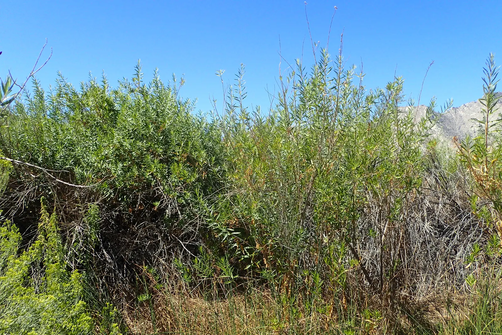 Mule-Fat, Water-Wally, Water Willow (Baccharis Salicifolia) — Baccharis salicifolia thrives in USDA hardiness zones 7 through 10 and prefers full to partial