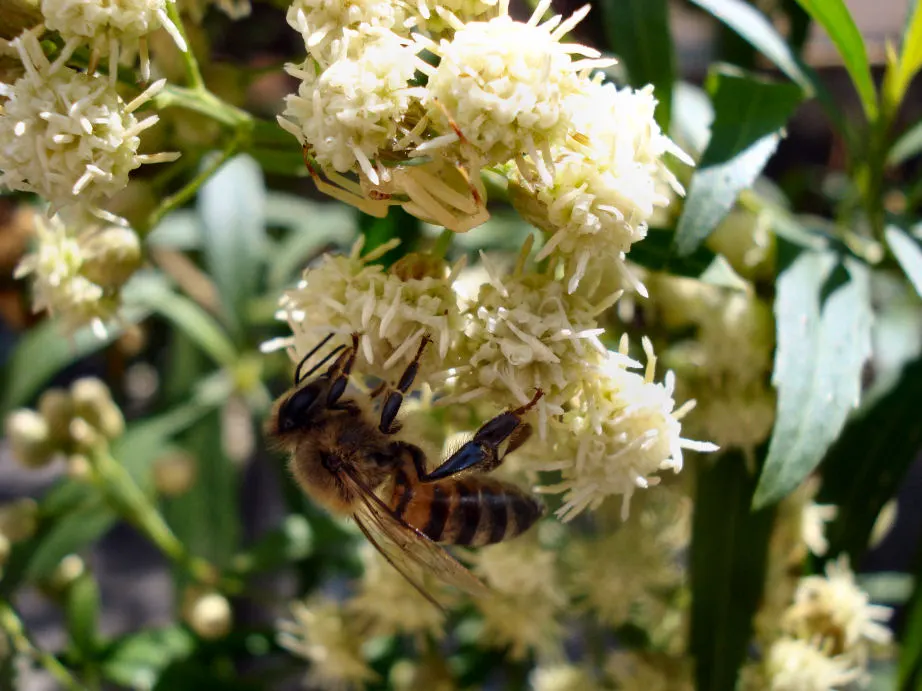 Mule-Fat, Water-Wally, Water Willow (Baccharis Salicifolia) — though it can occasionally reach up to 15 feet under optimal conditions