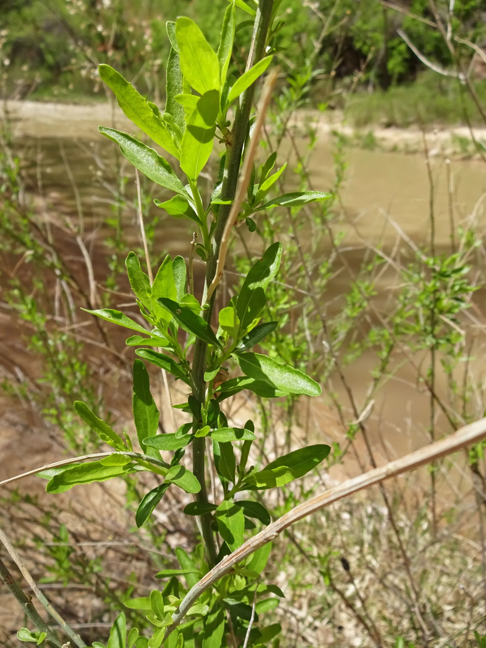 Mule-Fat, Water-Wally, Water Willow (Baccharis Salicifolia) — including bees and butterflies
