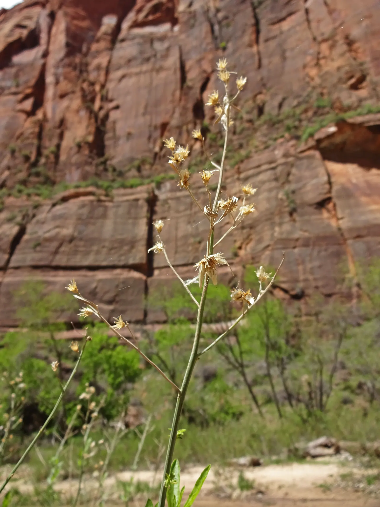 Mule-Fat, Water-Wally, Water Willow (Baccharis Salicifolia) — It thrives in riparian zones, reaching 3-12 feet in height with a similar spread