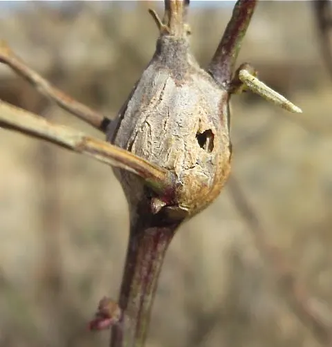 Mule-Fat, Water-Wally, Water Willow (Baccharis Salicifolia) — commonly known as Mule-Fat