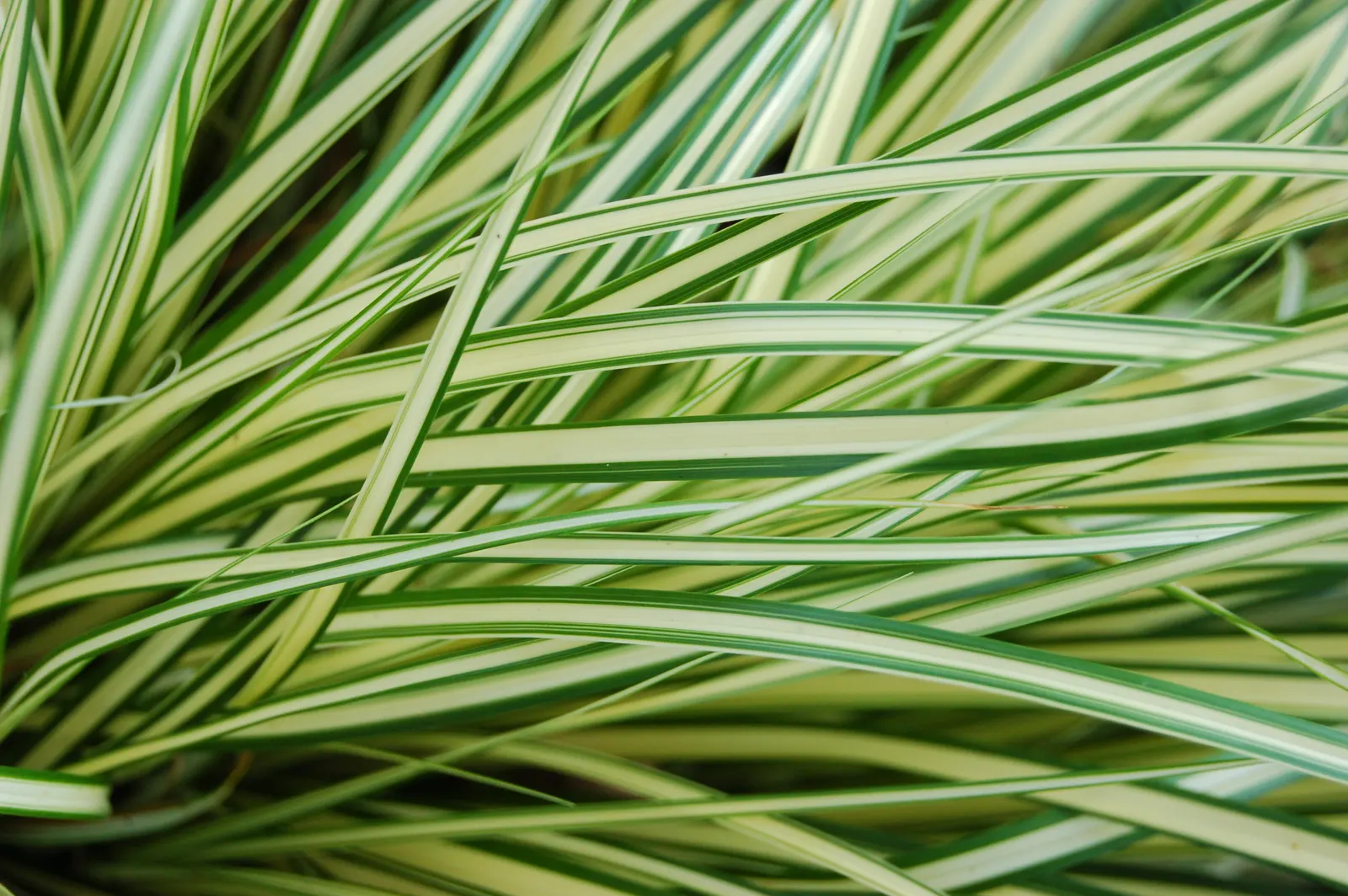 Evergold Japanese Sedge (Carex Oshimensis 'Evergold') — and prefers well-drained soil