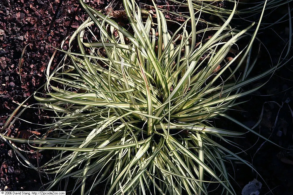Evergold Japanese Sedge (Carex Oshimensis 'Evergold') — scientifically known as Carex oshimensis 'Evergold'