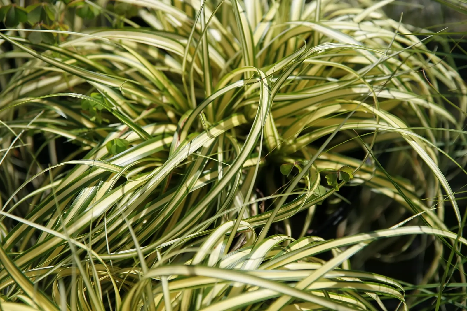 Evergold Japanese Sedge (Carex Oshimensis 'Evergold') — Hardy in USDA zones 5-9, it reaches 10-12 inches in height and width, offering year-round interest