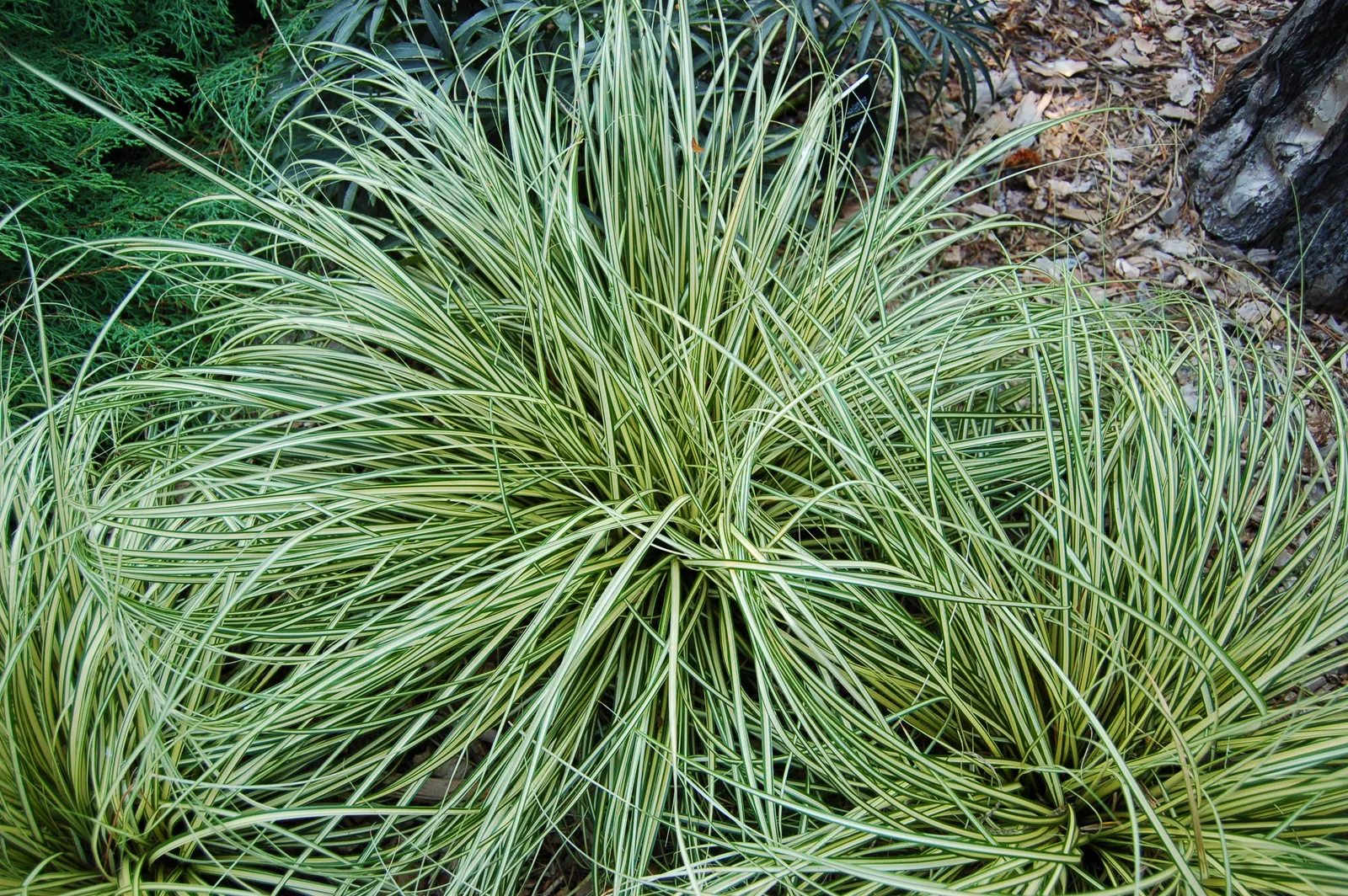 Evergold Japanese Sedge (Carex Oshimensis 'Evergold') — requires consistent moisture