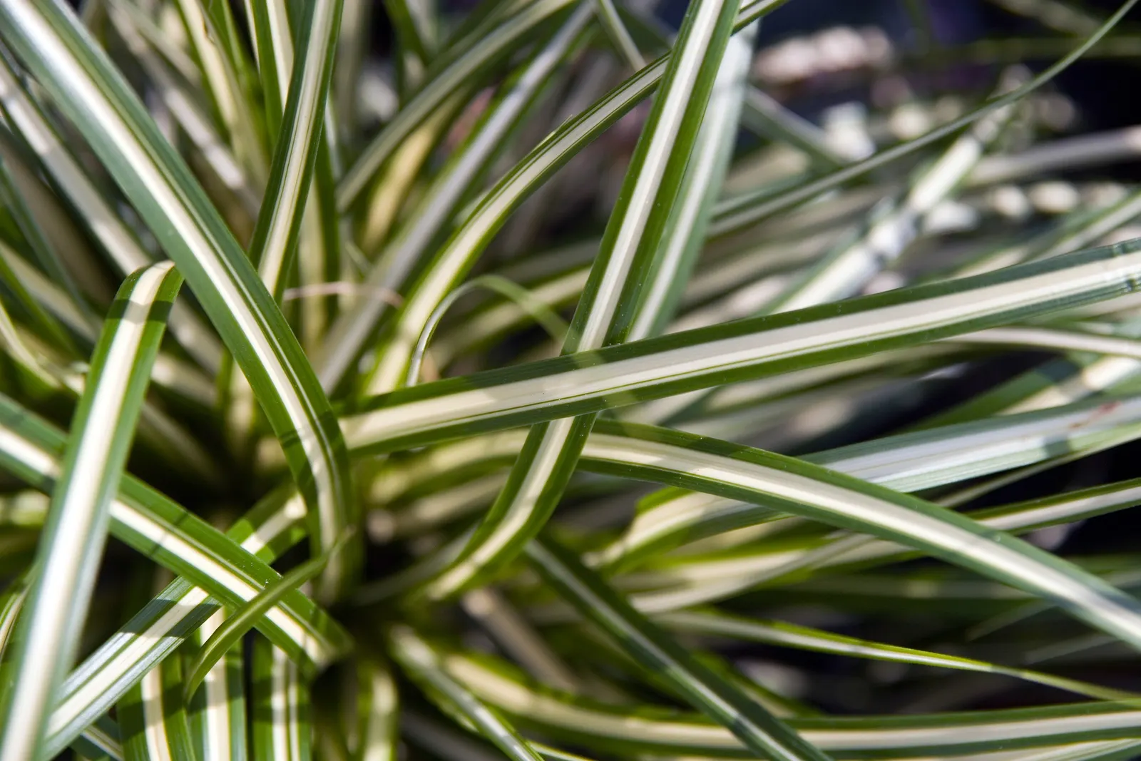 Evergold Japanese Sedge (Carex Oshimensis 'Evergold') — an ornamental Japanese Sedge