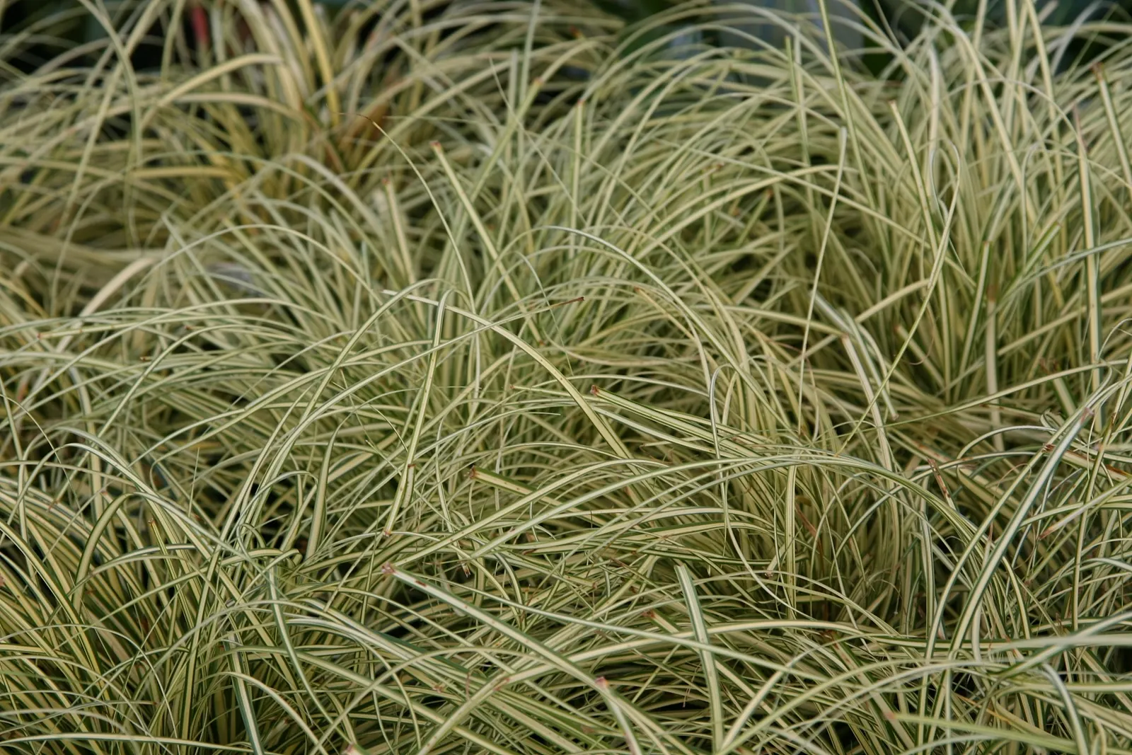 Evergold Japanese Sedge (Carex Oshimensis 'Evergold') — Ideal for ground cover, borders, or rock gardens, it provides texture and color contrast