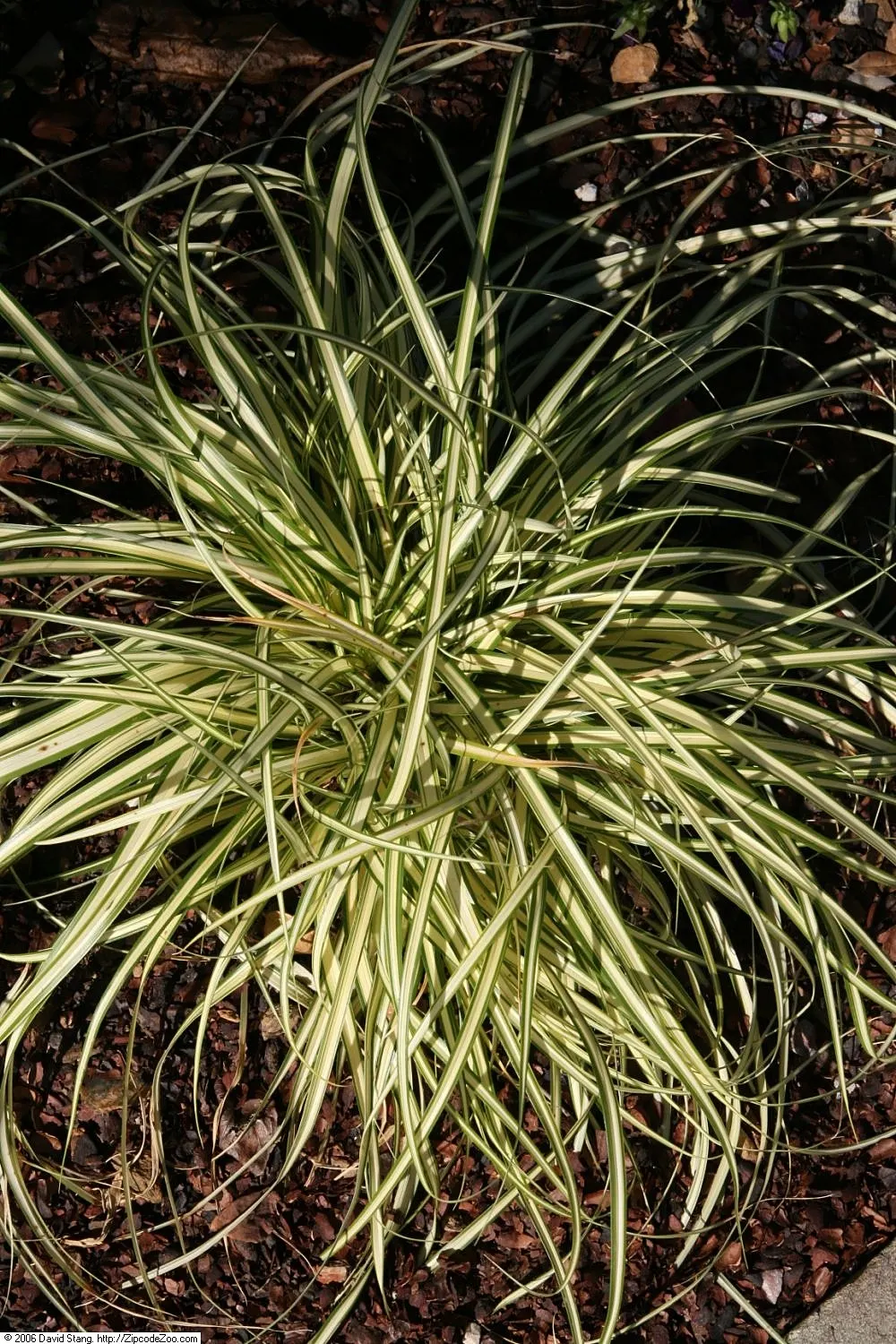 Evergold Japanese Sedge (Carex Oshimensis 'Evergold') — eye-catching ornamental grass that imparts a splash of color and textural contrast to any landscape