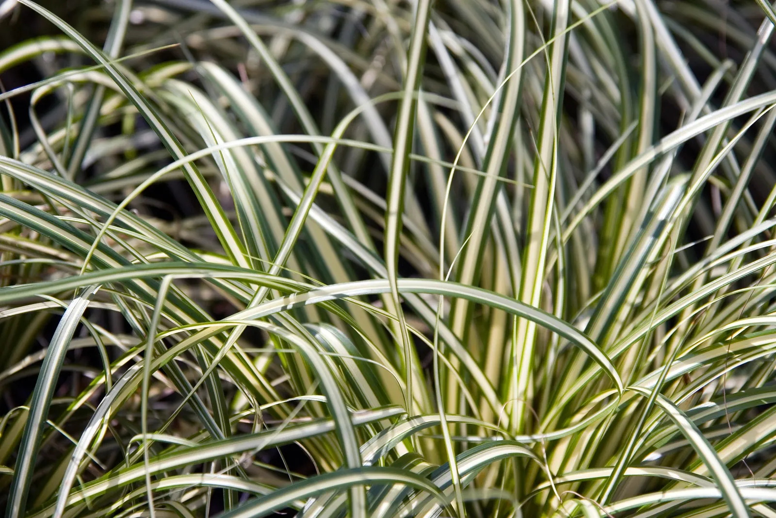 Evergold Japanese Sedge (Carex Oshimensis 'Evergold') — variegated foliage with a striking central cream stripe and deep green edges