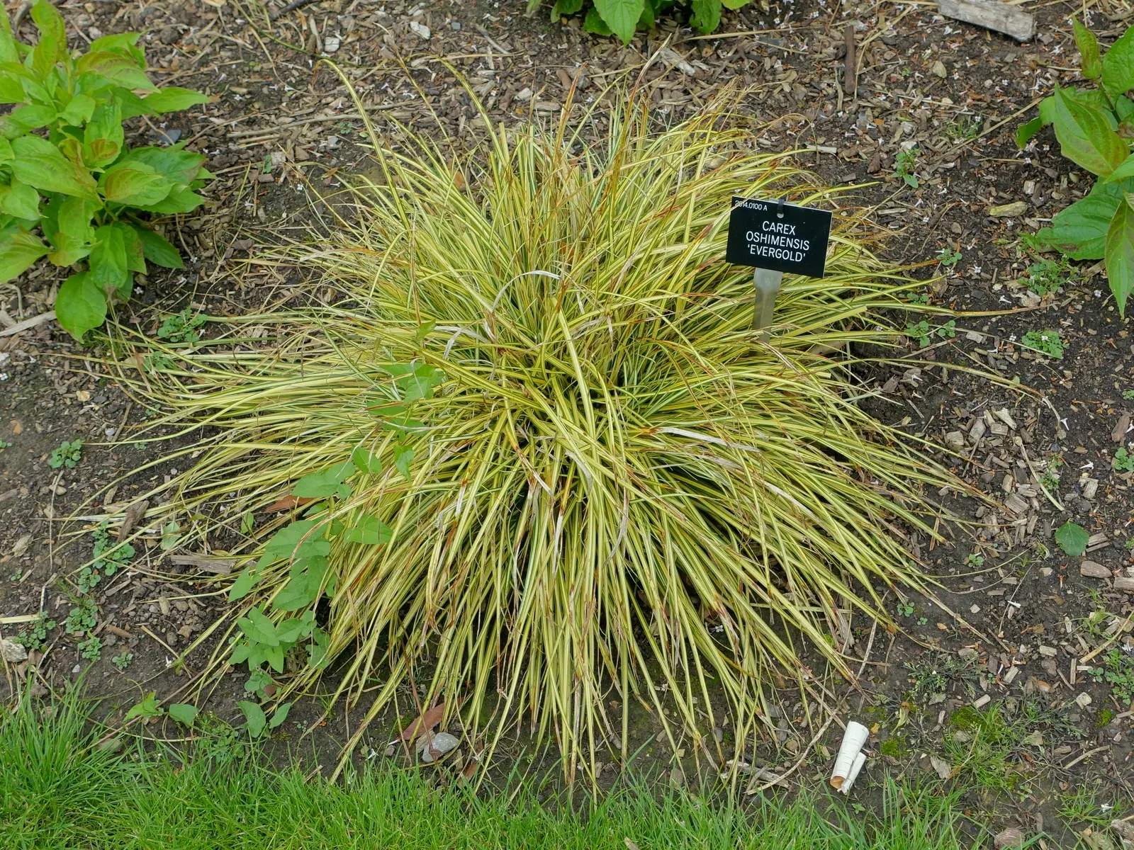 Evergold Japanese Sedge (Carex Oshimensis 'Evergold') — This evergreen perennial thrives in partial to full shade