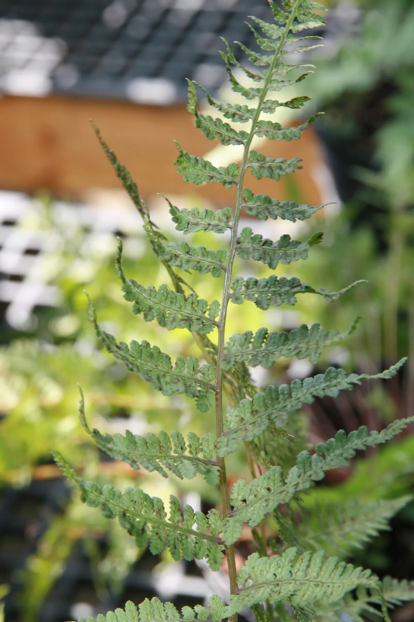 Japanese Painted Fern (Athyrium Niponicum Var. Pictum) — well-drained soil and reaches about 12 to 18 inches tall and wide