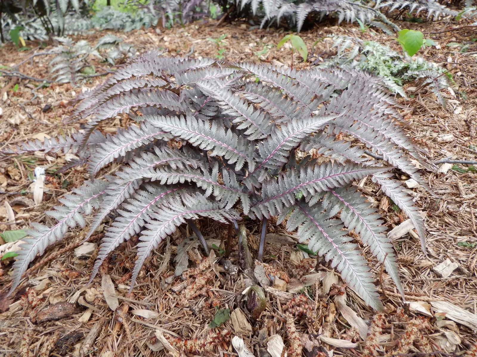 Japanese Painted Fern (Athyrium Niponicum Var. Pictum) — fern for half or shade