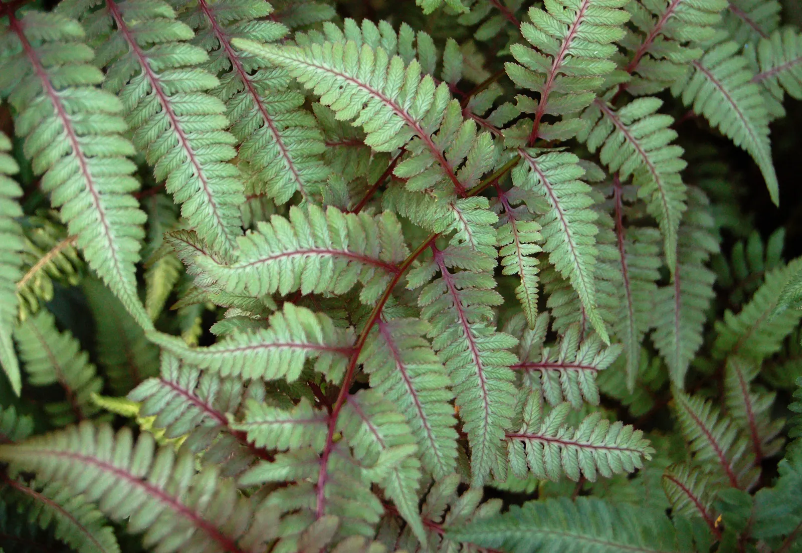 Japanese Painted Fern (Athyrium Niponicum Var. Pictum) — Relatively low maintenance