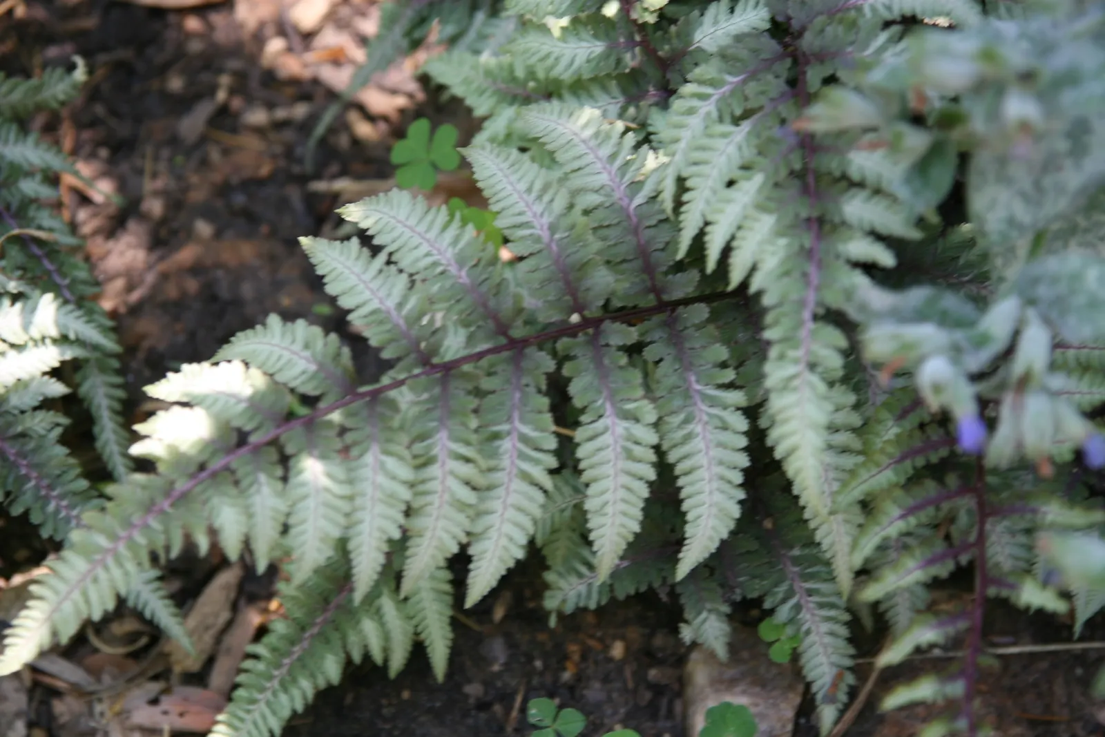 Japanese Painted Fern (Athyrium Niponicum Var. Pictum) — diminishing their vibrant coloration