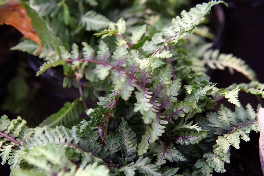 Japanese Painted Fern (Athyrium Niponicum Var. Pictum) — Offering year-round interest with its changing hues throughout the seasons, Athyrium niponicum var
