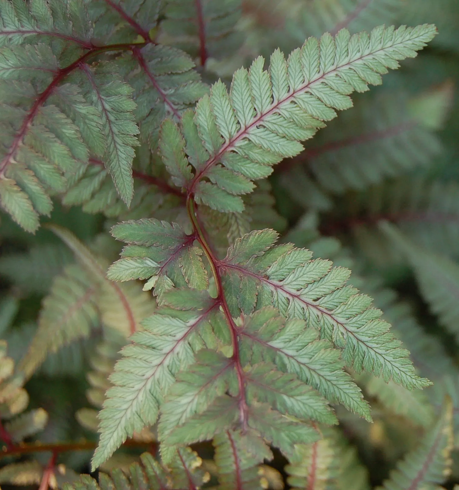 Japanese Painted Fern (Athyrium Niponicum Var. Pictum) — or alongside hostas and heucheras for a sophisticated palette of texture and color