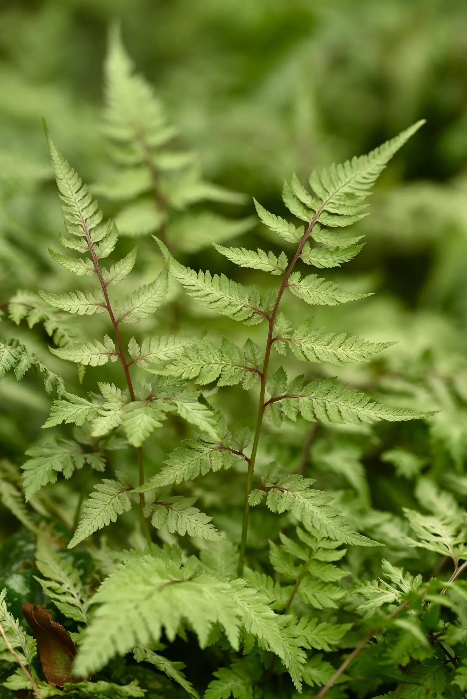 Japanese Painted Fern (Athyrium Niponicum Var. Pictum) — Its compact size and enchanting presence provide a beautiful understory to larger shrubs and trees