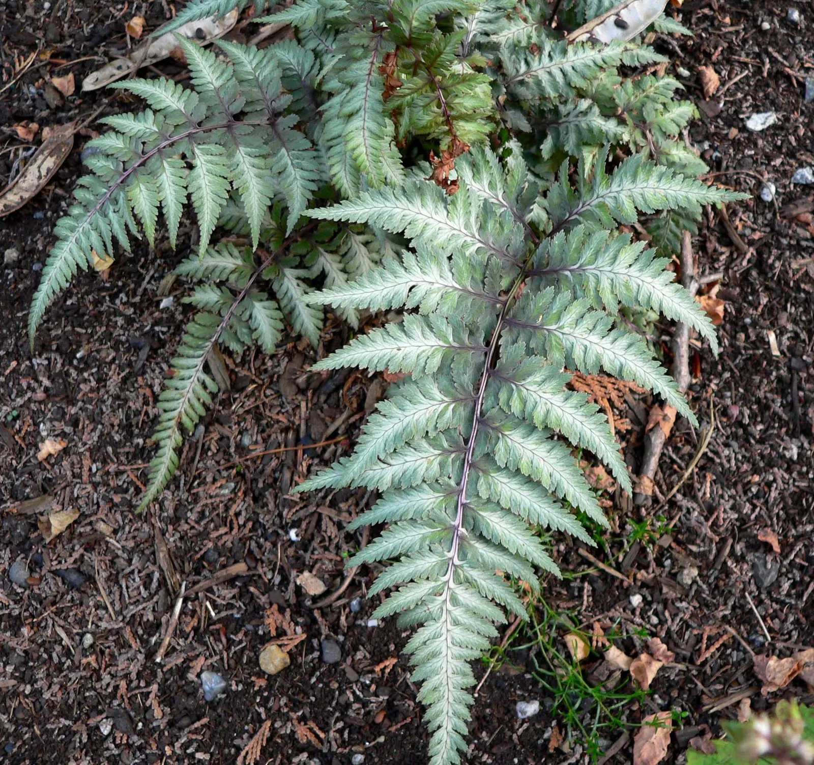 Japanese Painted Fern (Athyrium Niponicum Var. Pictum) — as excessive sun can scorch the leaves