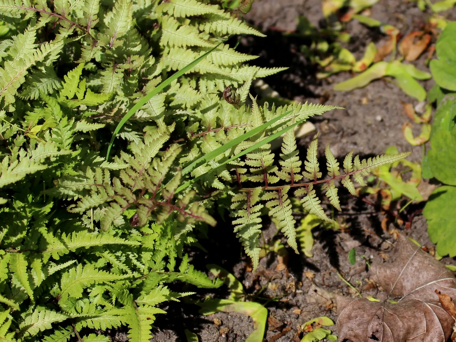 Japanese Painted Fern (Athyrium Niponicum Var. Pictum) — the Japanese Painted Fern prefers moist