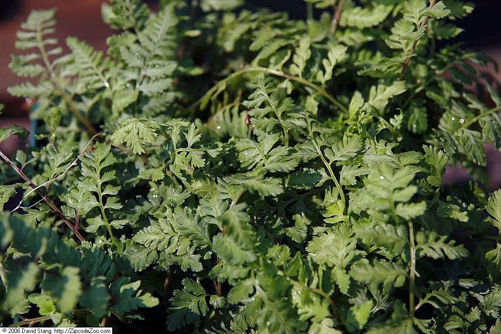 Japanese Painted Fern (Athyrium Niponicum Var. Pictum) — well-drained soil with an acidic to neutral pH