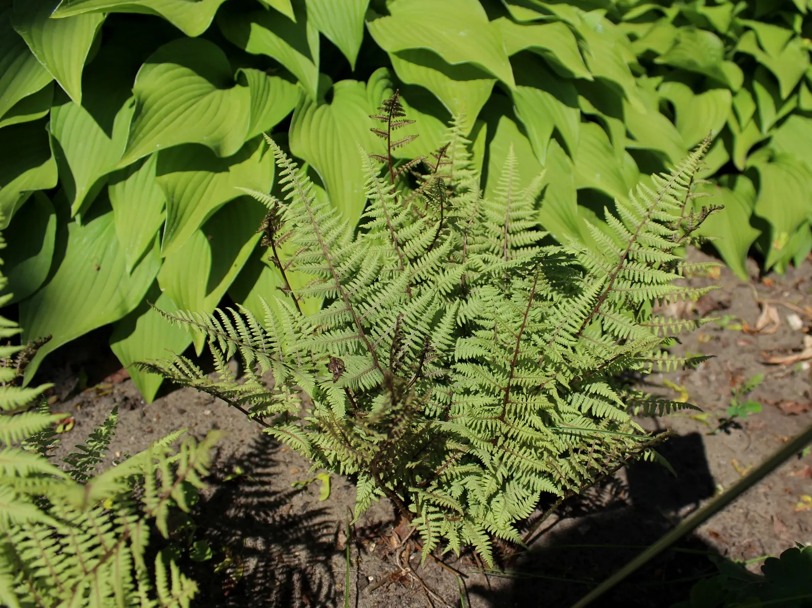 Japanese Painted Fern (Athyrium Niponicum Var. Pictum) — This deciduous perennial is known for its remarkable foliage that exhibits a unique blend of