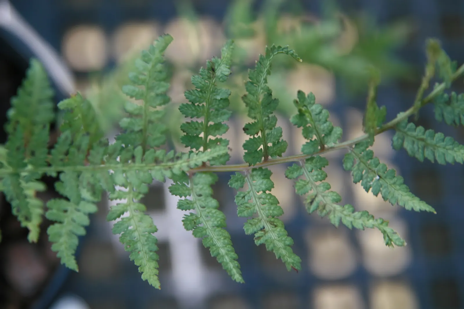 Japanese Painted Fern (Athyrium Niponicum Var. Pictum) — This shade-loving perennial thrives in moist