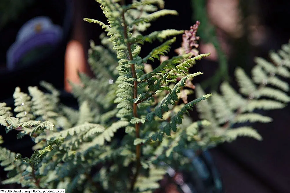 Japanese Painted Fern (Athyrium Niponicum Var. Pictum) — is an elegant and visually striking choice for garden enthusiasts and a jewel in the shade garden