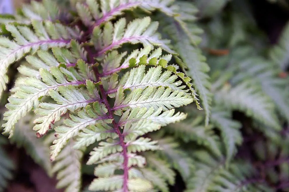Japanese Painted Fern (Athyrium Niponicum Var. Pictum) — The fronds have a delicate and feathery texture