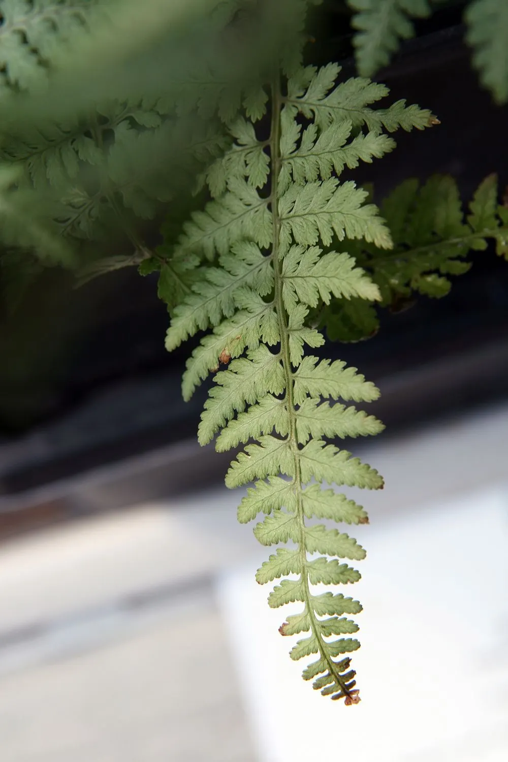Japanese Painted Fern (Athyrium Niponicum Var. Pictum) — This shade-loving perennial thrives in moist; relatively low maintenance