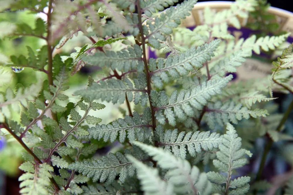 Japanese Painted Fern (Athyrium Niponicum Var. Pictum) — it's a low-maintenance choice that adds a delicate texture and color contrast to woodland gardens
