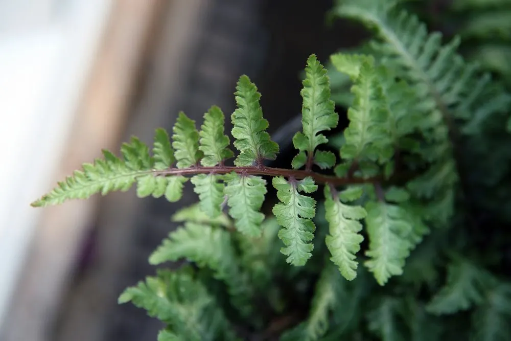Japanese Painted Fern (Athyrium Niponicum Var. Pictum) — pictum, is prized for its striking, silver-green fronds with bluish hues and maroon midribs; growing