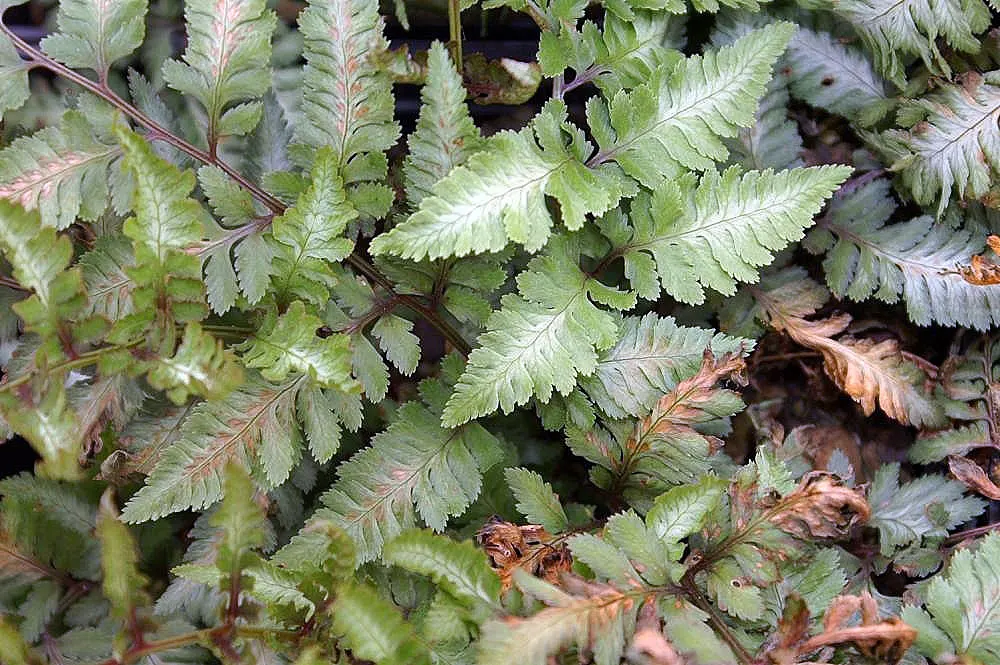 Japanese Painted Fern (Athyrium Niponicum Var. Pictum) — growing to a size of approximately 12 to 18 inches in height and spread