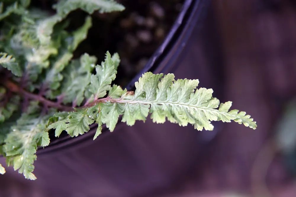 Japanese Painted Fern (Athyrium Niponicum Var. Pictum) — pictum is a must-have for those desiring a serene and painterly touch in their garden sanctuary