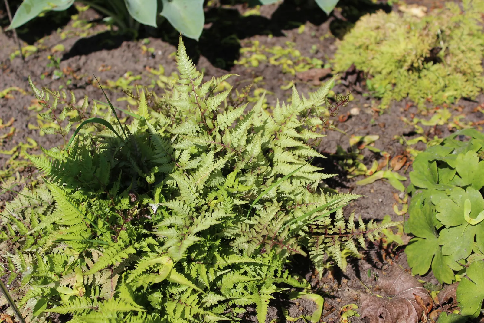 Japanese Painted Fern (Athyrium Niponicum Var. Pictum) — It is essential for the landscape design to factor in partial to full shade conditions
