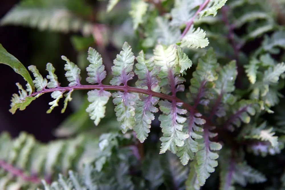 Japanese Painted Fern (Athyrium Niponicum Var. Pictum) — The Japanese Painted Fern, Athyrium niponicum var; well-drained soil and reaches about 12 to 18 inches